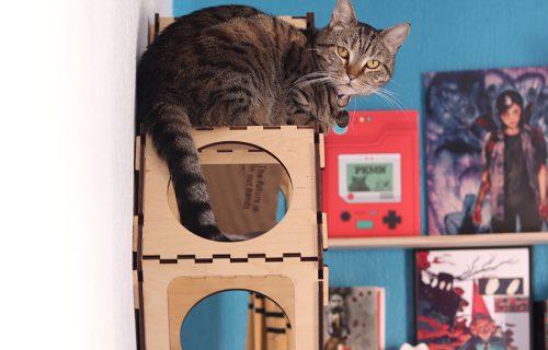 Vetologia gato en altura 2