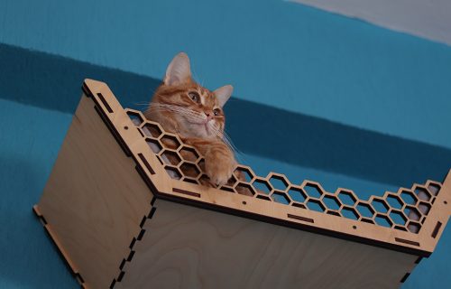 Vetologia gato en altura