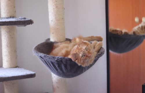 Vetologia gato en rascador